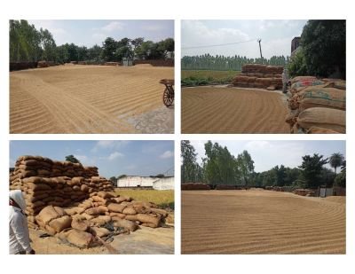 Water Affected Stock of Paddy